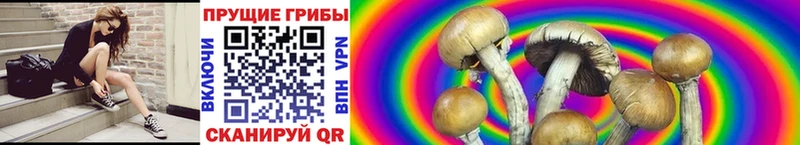 Галлюциногенные грибы Psilocybine cubensis  даркнет состав  Мещовск 